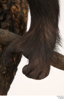Chimpanzee Bonobo foot 0005.jpg